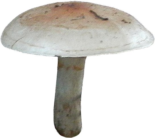 Beige mushroom with reddish brown accents