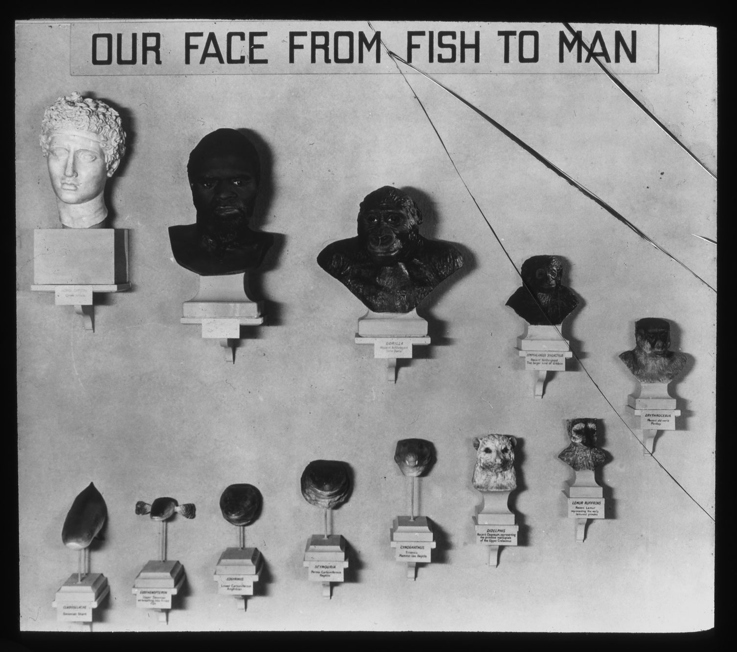 A black and white slide containing a photo of a eugenics exhibit that featured three-dimensional structures or busts of humans and other lifeforms ordered hierarchically, called 'Our Face From Fish to Man.'