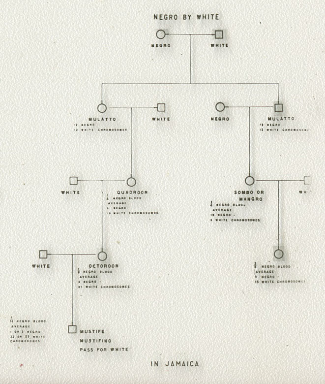 A eugenic pedigree chart of race assimilation. The chart uses lines and shapes to represent information. Squares represent males and circles represent females. Lines join parents and children.