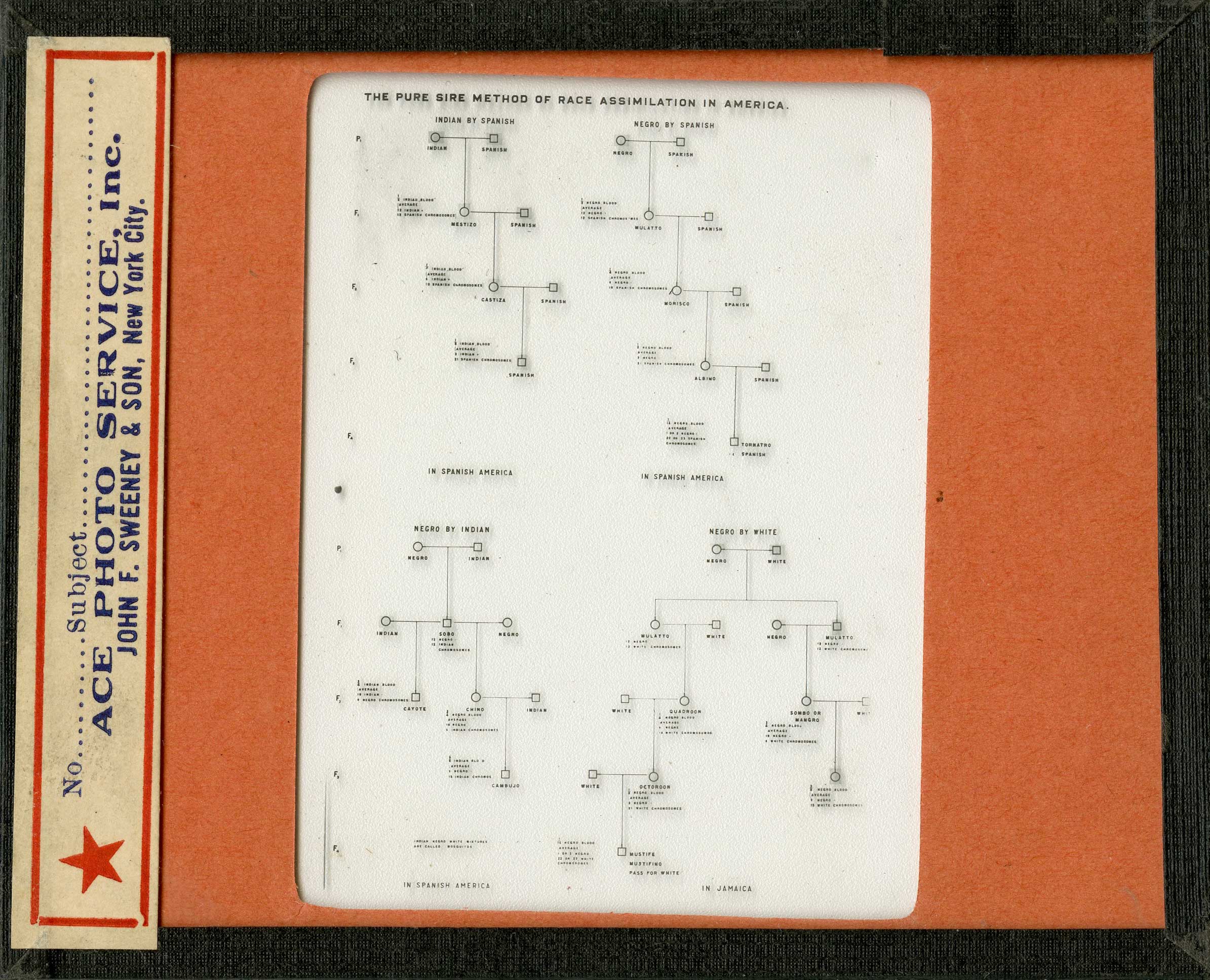 Four eugenics pedigree charts of race assimilation. The charts use lines and shapes to represent information. Squares represent males and circles represent females. Lines join parents and children.
